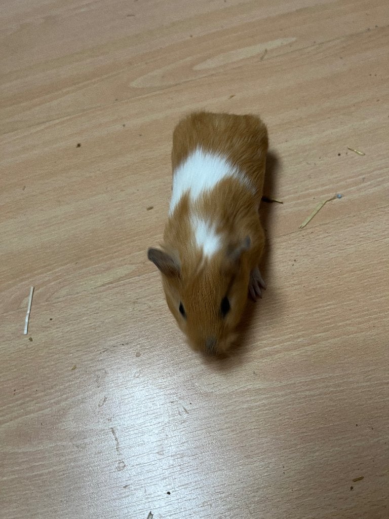 3 bébés cochons d’Inde femelle pour 20€, Animaux & Accessoires, Août, Femelle, Domestique