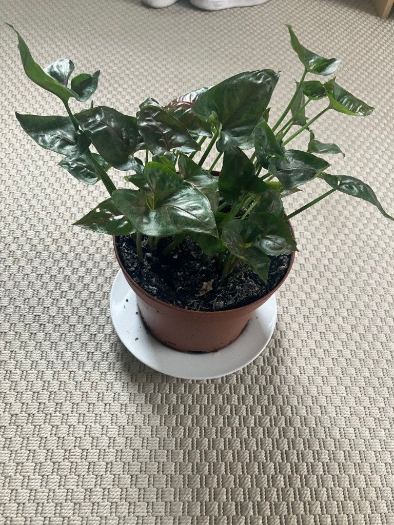 plante d'intérieur - vert syngonium, Maison & Meubles, Plante verte, Enlèvement, Ombre partielle, Moins de 100 cm