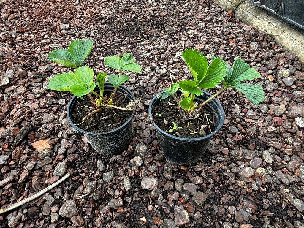 fraisiers/fraises, Jardin & Terrasse, Plantes | Jardin, Plante fixe, Plantes fruitières, Plein soleil, Été, Enlèvement ou Envoi