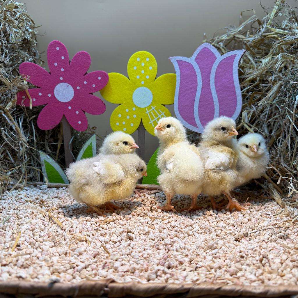 Jonge tamme Faverolles kuikens gesekst en ingeënt, Animaux & Accessoires, Femelle, Poule ou poulet