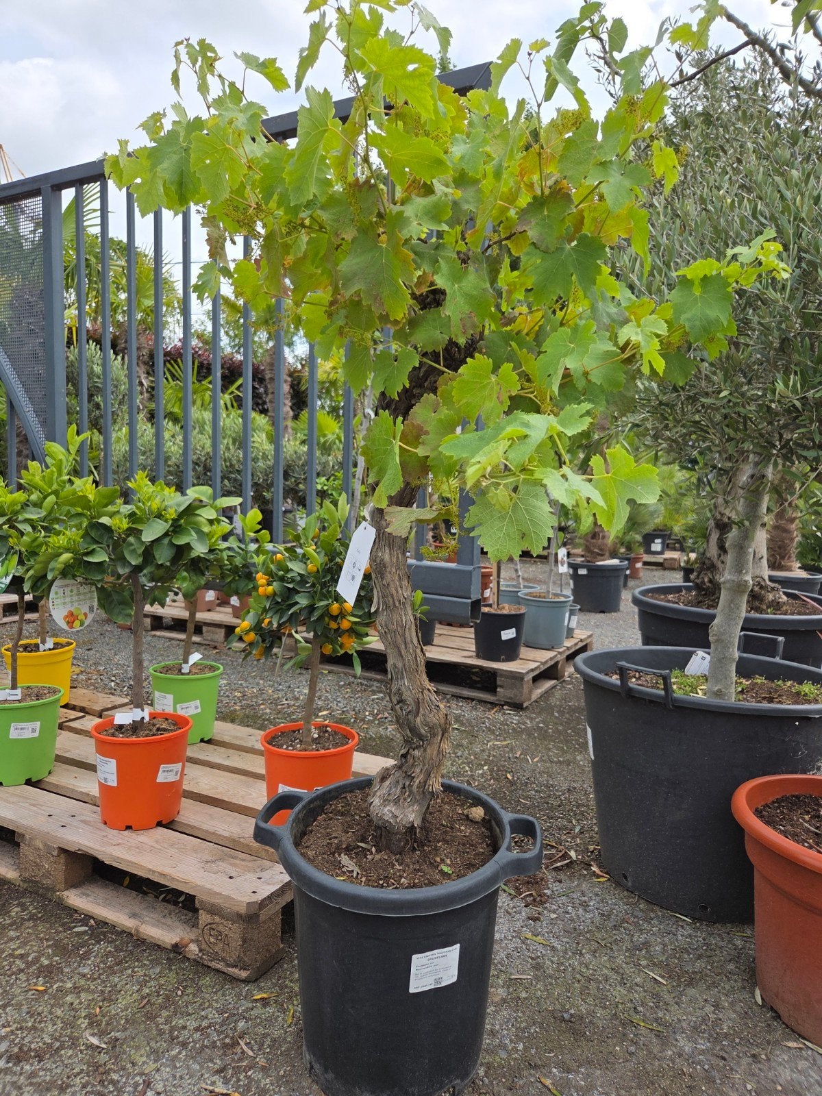 Druivelaar Bonsai, Jardin & Terrasse, Plantes | Arbres fruitiers, Enlèvement