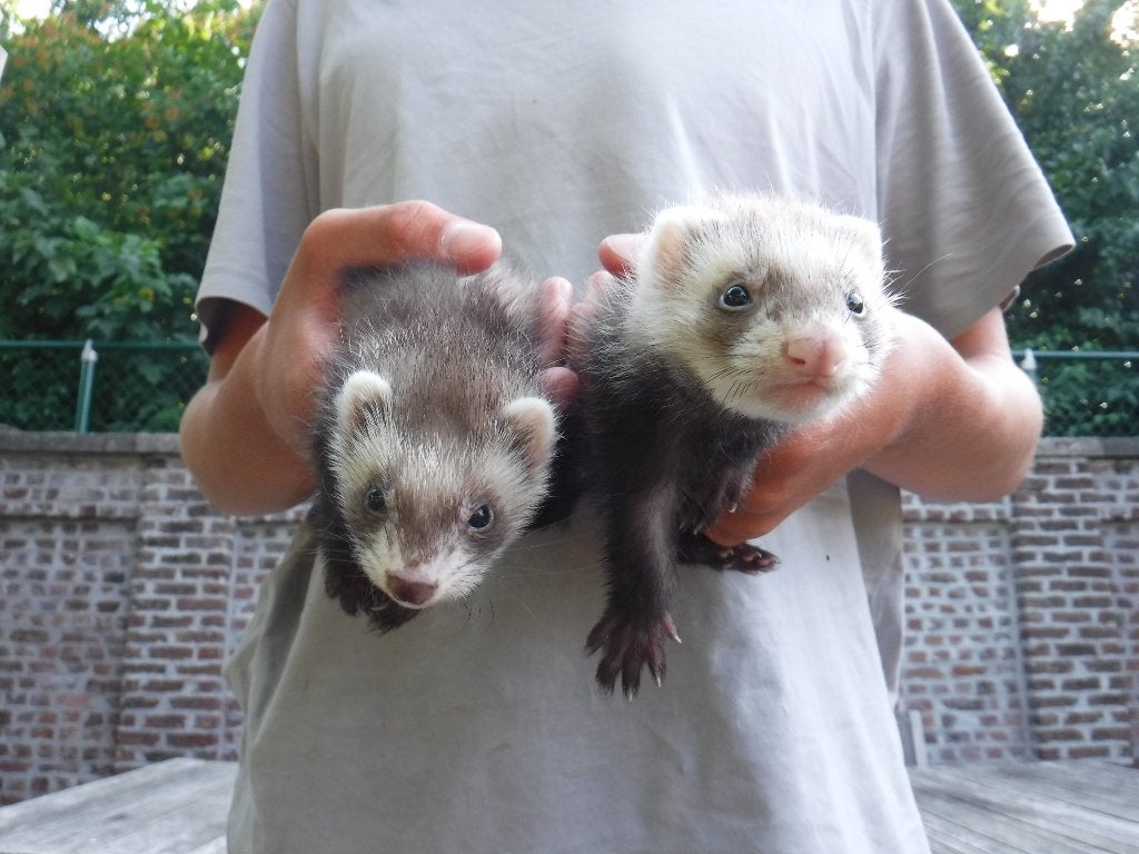 super duo fretjes!!, Dieren en Toebehoren, Knaagdieren, Mei, Tam