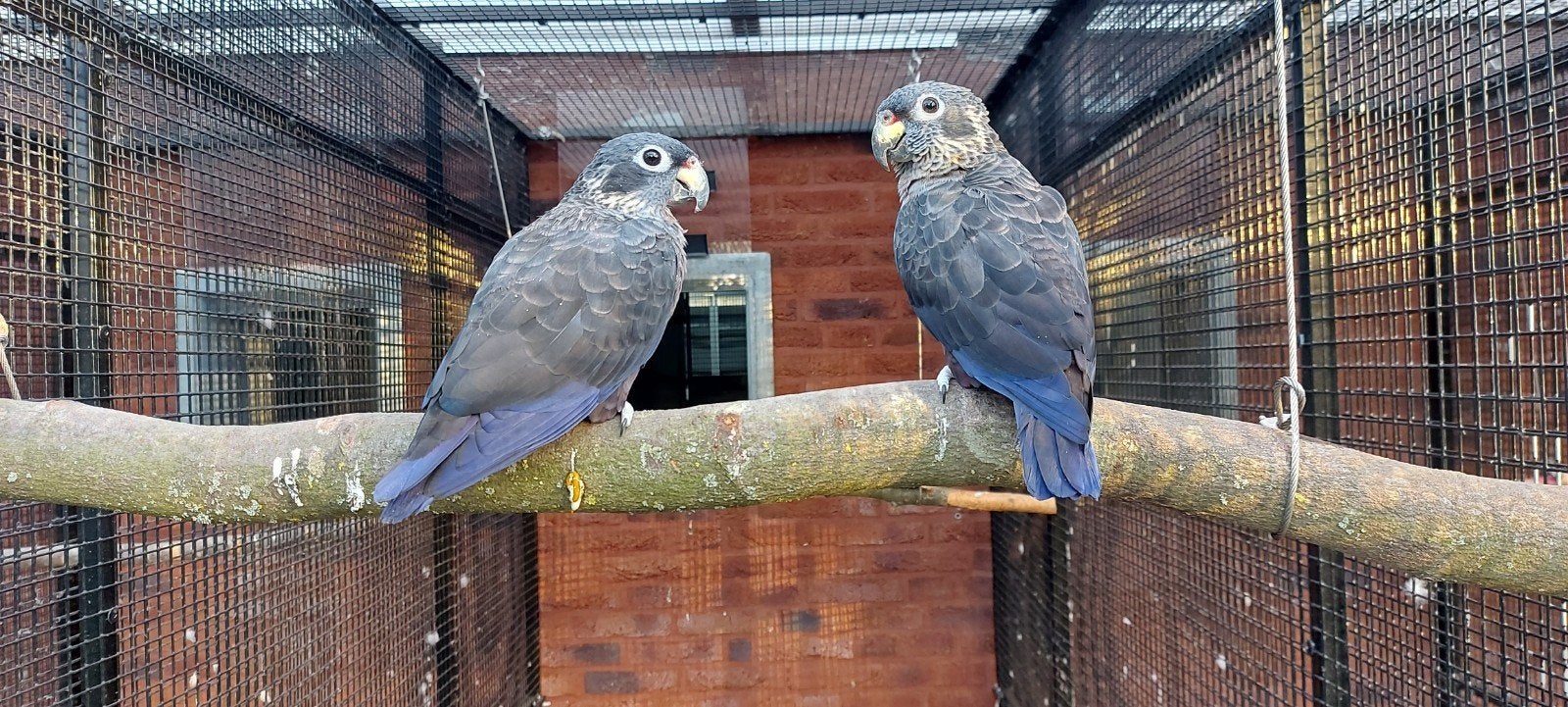 Pionus fuscus 2020, Plusieurs animaux, Perroquet, Bagué