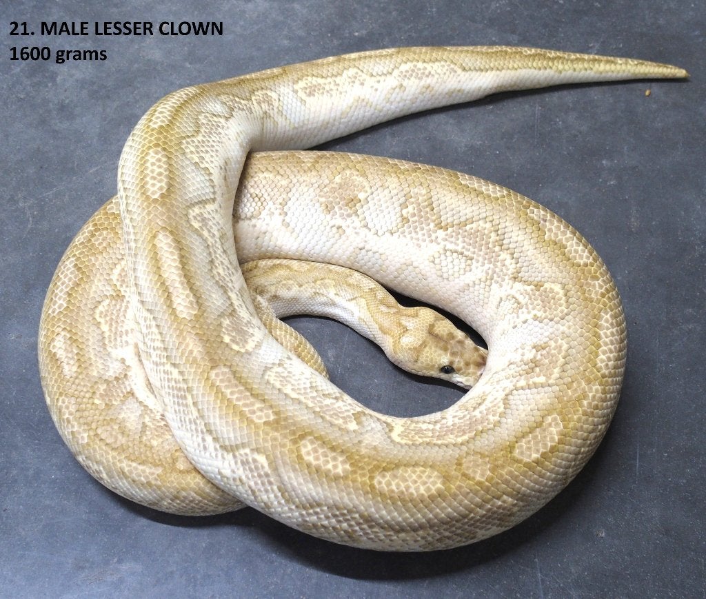 Koningspython halfwas en volwassen kweekdieren deel 1 Ball Python photo 21
