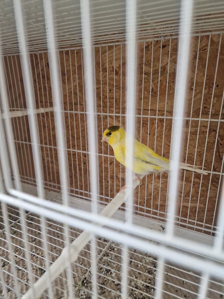 Kanaries pop, Dieren en Toebehoren, Vrouwelijk, Kleurkanarie