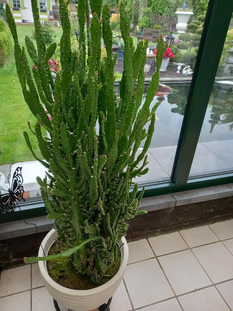 vetplanten, Jardin & Terrasse, Enlèvement, Plante fixe, Autres espèces