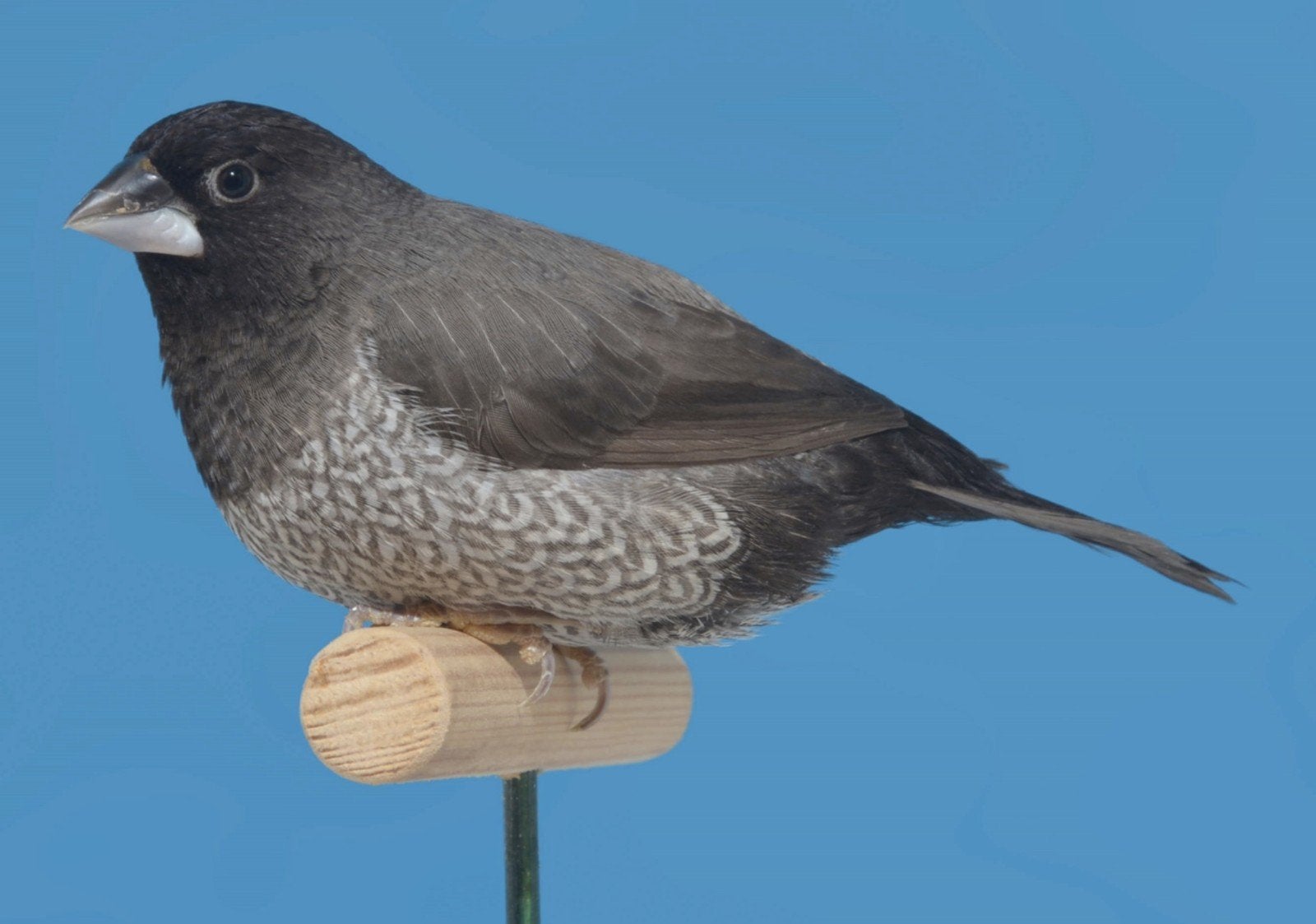 zoek , tt model vogels japanse meeuwen , poppen vooral., Meerdere dieren, Tropenvogel, Geringd