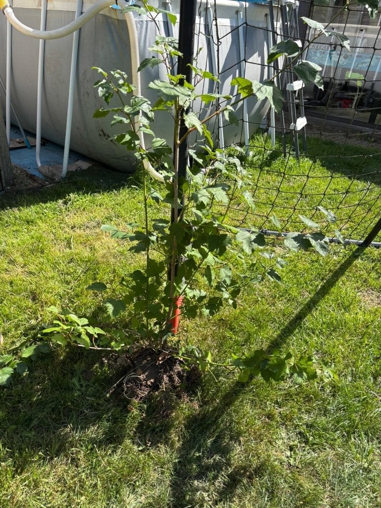 2 jonge boompjes, Tuin en Terras, Planten | Bomen, Herfst, Overige soorten, Minder dan 100 cm, Ophalen