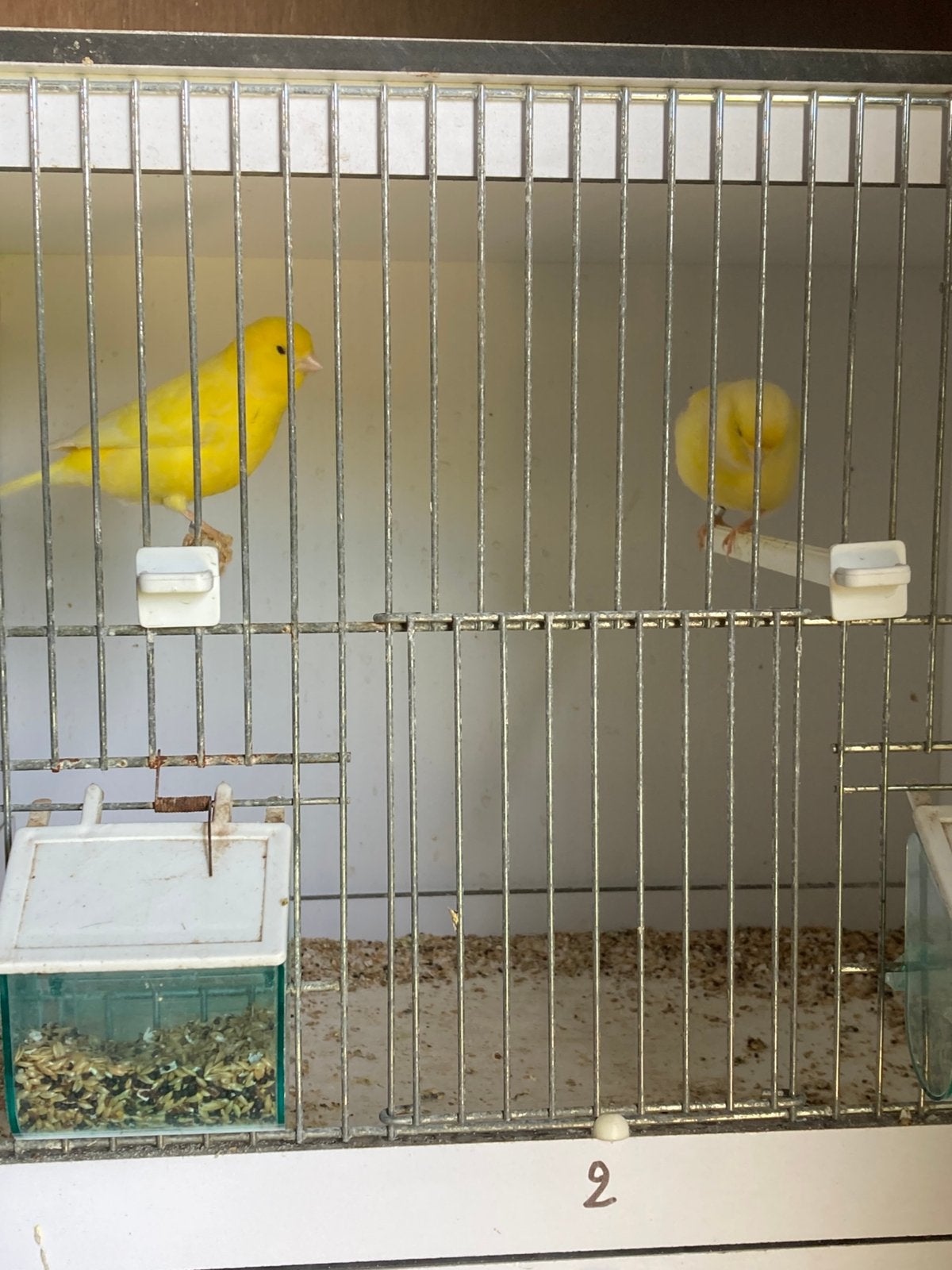 Koppel kanaries, Dieren en Toebehoren, Vogels | Kanaries, Zangkanarie