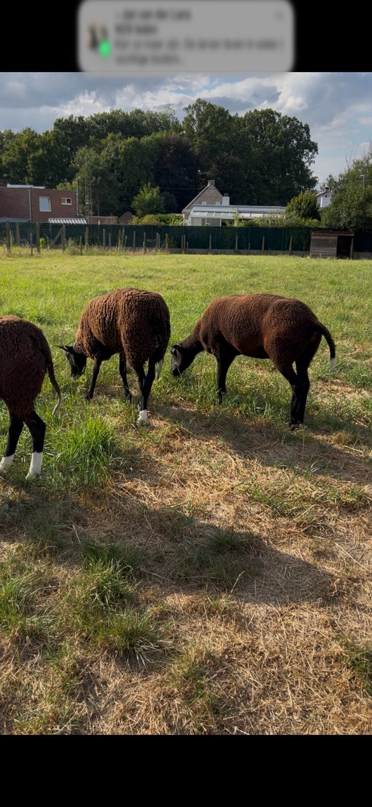 Zwartbles ooi, Vrouwelijk, Schaap, 0 tot 2 jaar