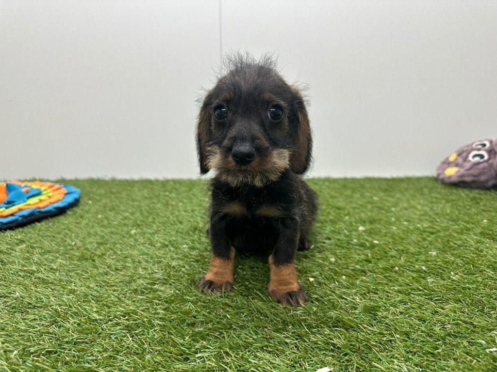Ruwharige Dwergteckel pups, Parvo, België, 8 tot 15 weken, Dwerg