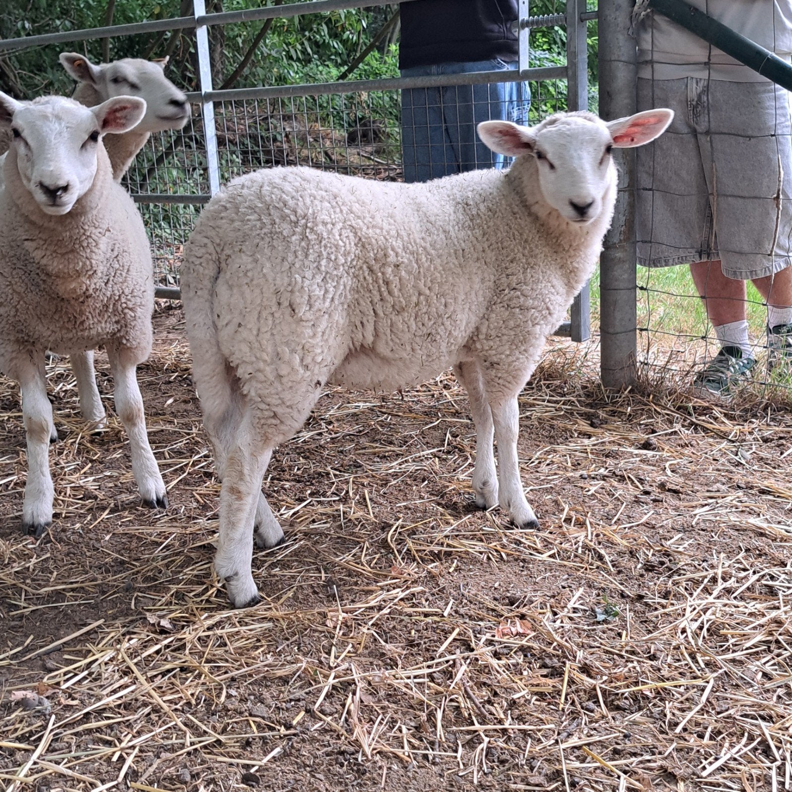 1ooi lam te koop, Dieren en Toebehoren, Schapen, Geiten en Varkens