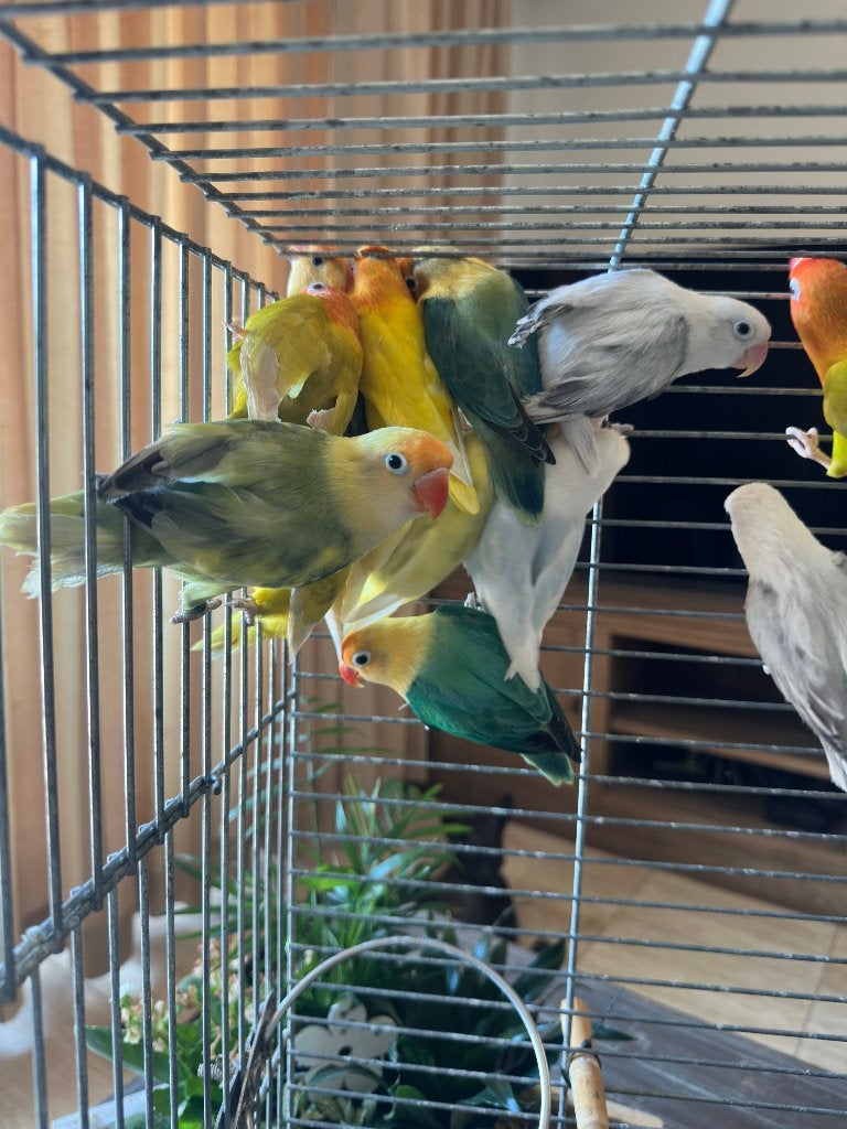 fischeri in verschillende kleuren, Dieren en Toebehoren, Meerdere dieren, Dwergpapegaai of Agapornis, Geringd