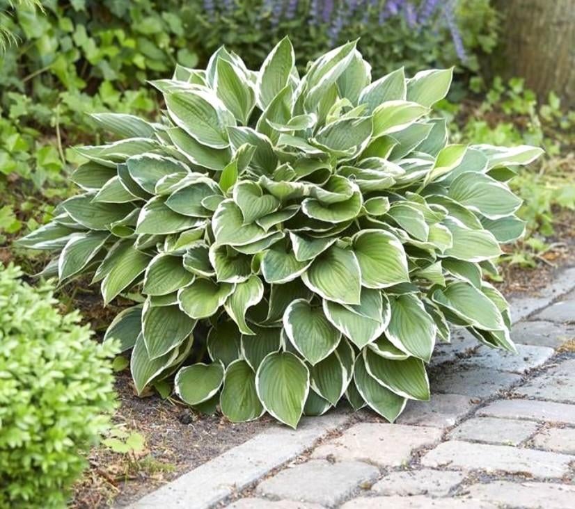 Hosta francee, hartlelie, pot 3 liter, Tuin en Terras, Planten | Tuinplanten, Ophalen, Zomer, Vaste plant, Halfschaduw