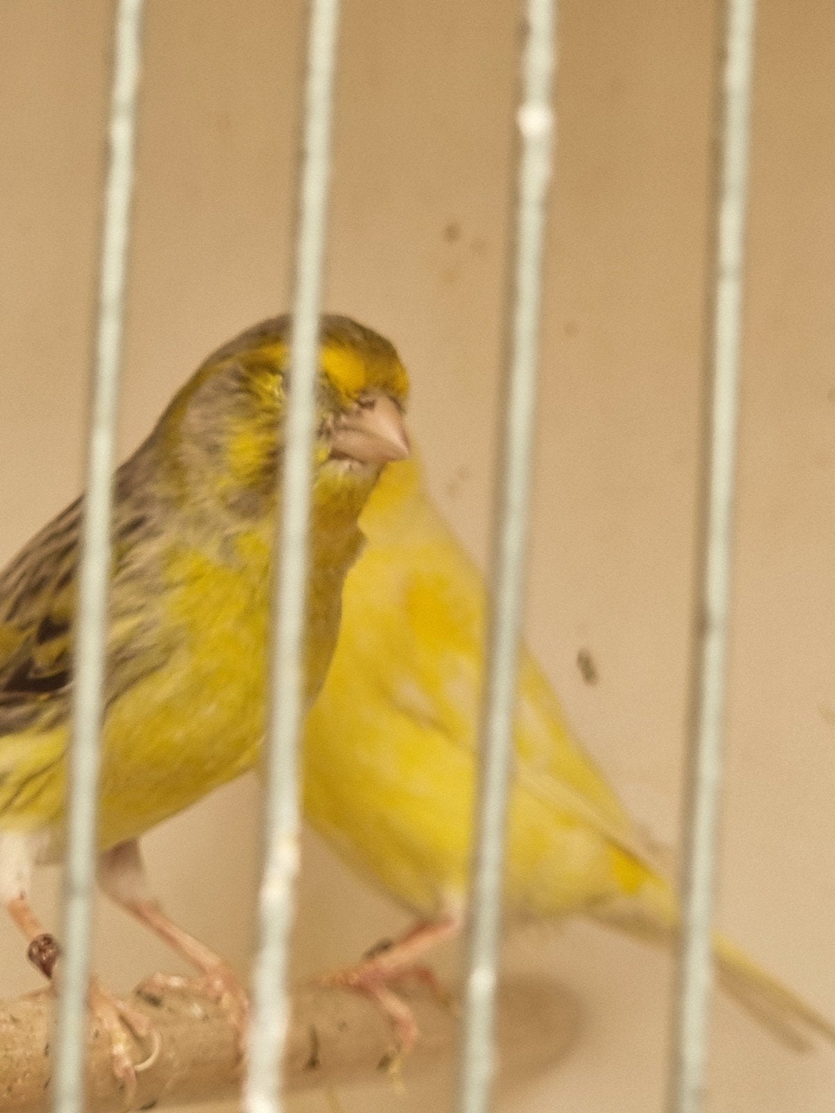 Geel agaat mozaïek x geel., Dieren en Toebehoren, Vogels | Kanaries