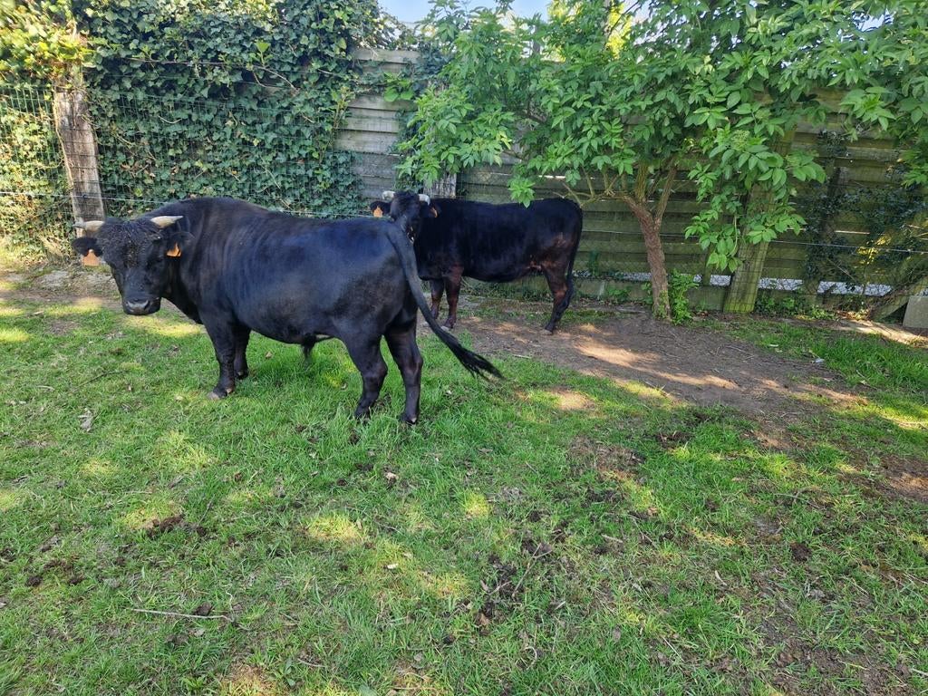 Dahomey koe, stier en kalf
