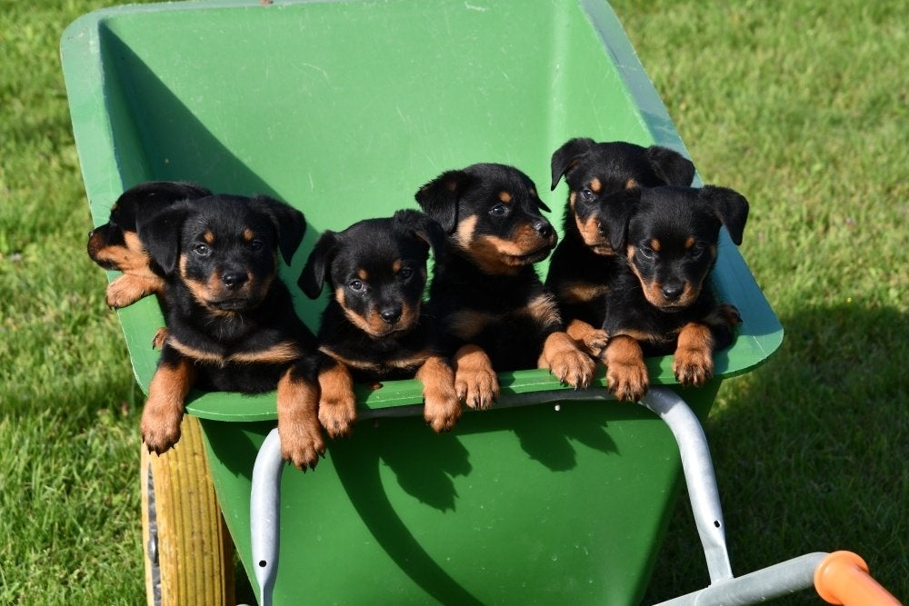 Chiots Rottweiler à vendre