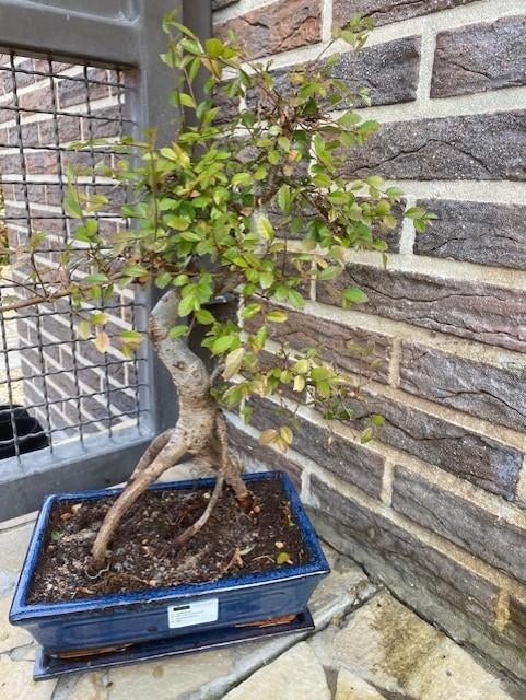 Bonsai Zelkova, Tuin en Terras, Vaste plant, Bloeit niet, Volledige schaduw, Ophalen