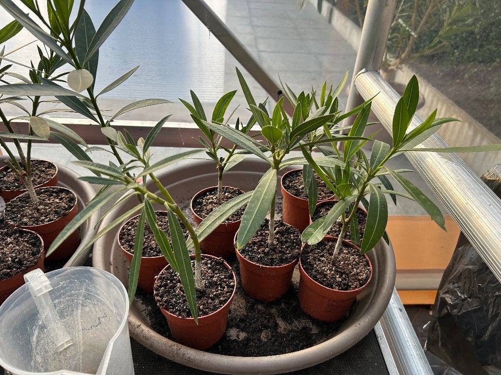 Oleander (1 jarig plantje ), Overige soorten, Volle zon, Eenjarig, Ophalen of Verzenden