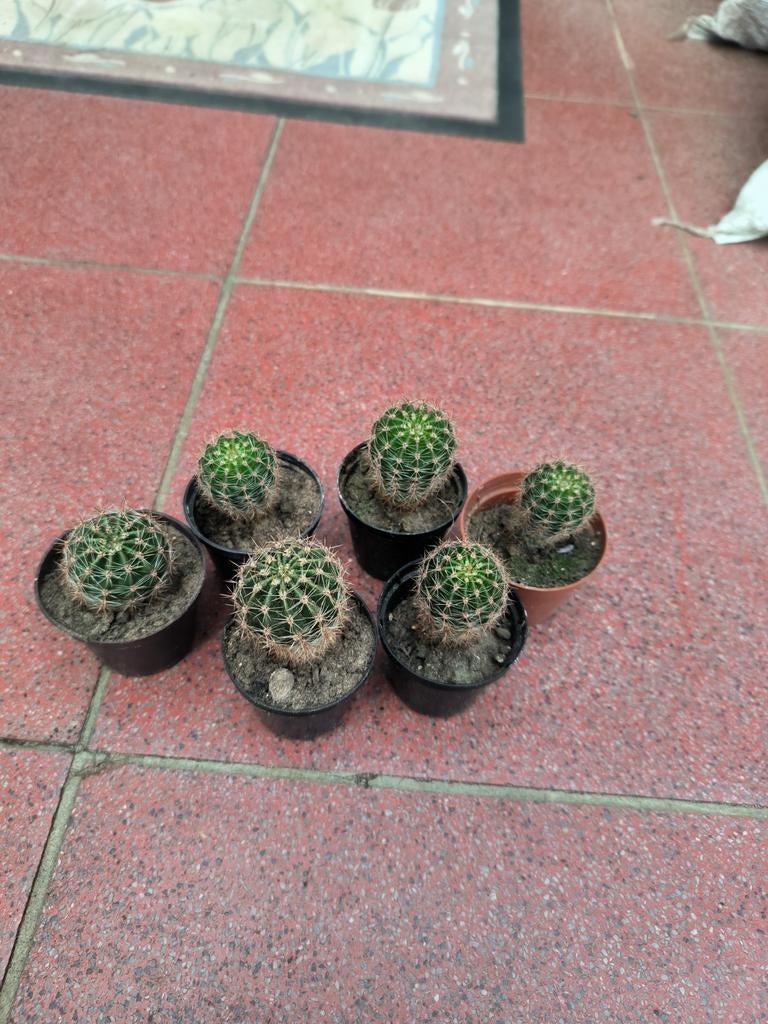 Echinopsis tubiflora cactus, Tuin en Terras, Ophalen, Lente