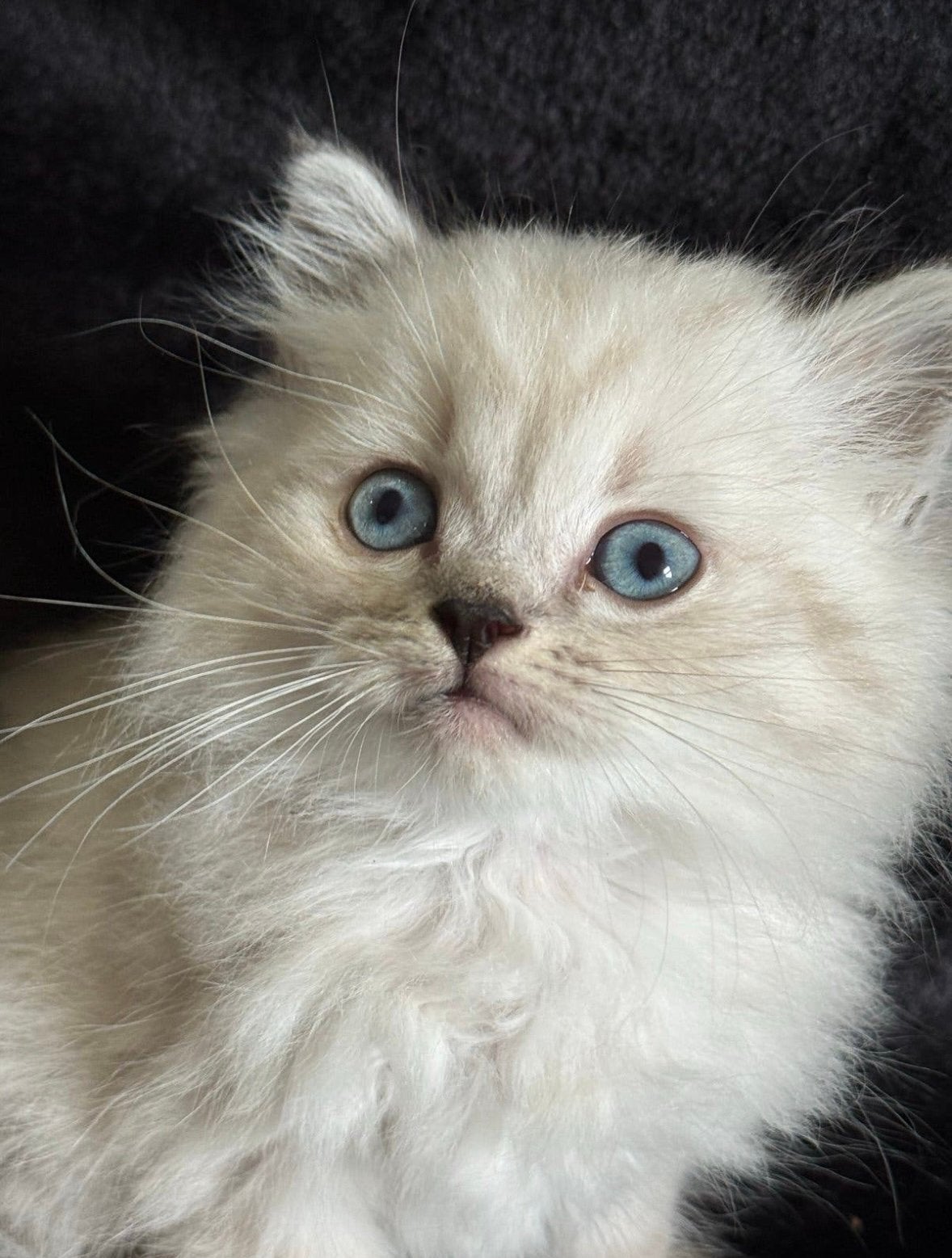 Britse korthaar x Ragdoll kitten, Dieren en Toebehoren, Katten en Kittens | Raskatten | Langhaar, Kater, Ontwormd, 0 tot 2 jaar