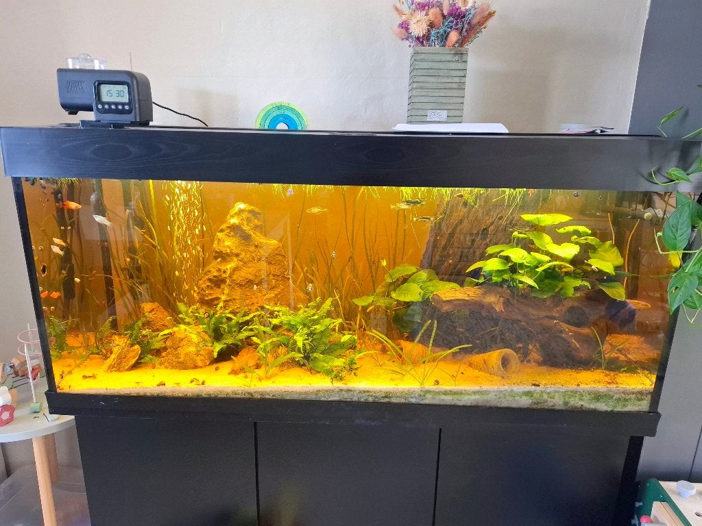 Juwel Rio 260 Aquarium, JBLe1502, 100+Garnaalen RedSh Vissen, Dieren en Toebehoren, Ophalen, Gebruikt, Gevuld zoetwateraquarium