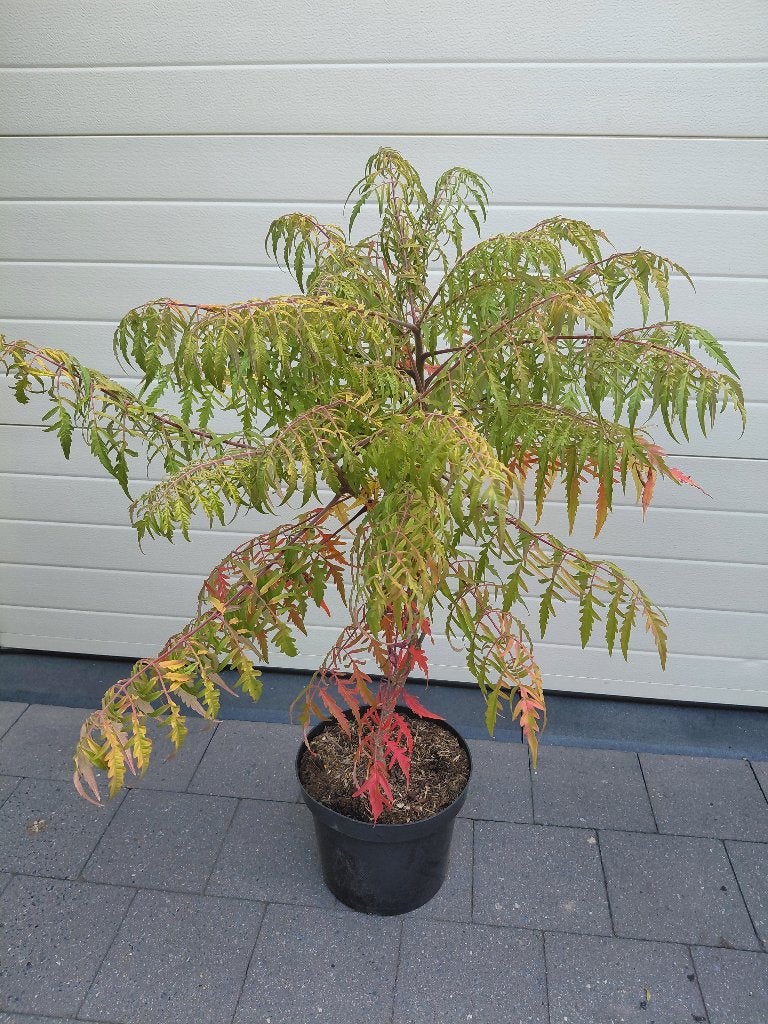 Rhus Tiger Eyes, Ophalen, Halfschaduw