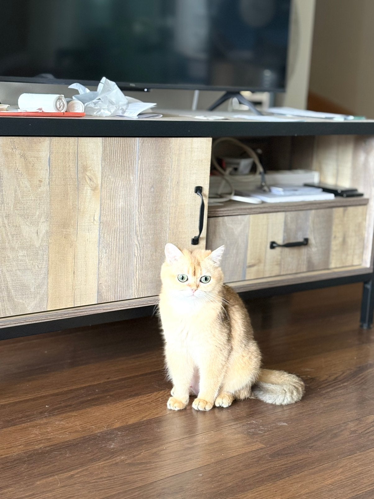 Brits korthaar Golden, Poes, Met stamboom, 0 tot 2 jaar