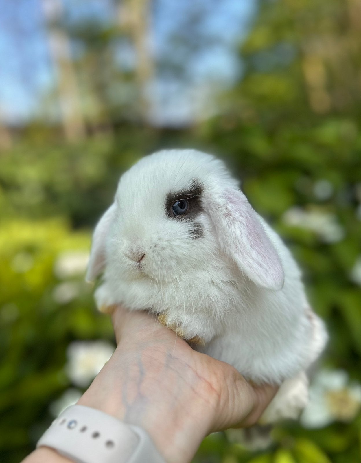 Lieve, jonge dwerghangoortjes, Dieren en Toebehoren, Vrouwelijk, Dwerg, Hangoor, 0 tot 2 jaar