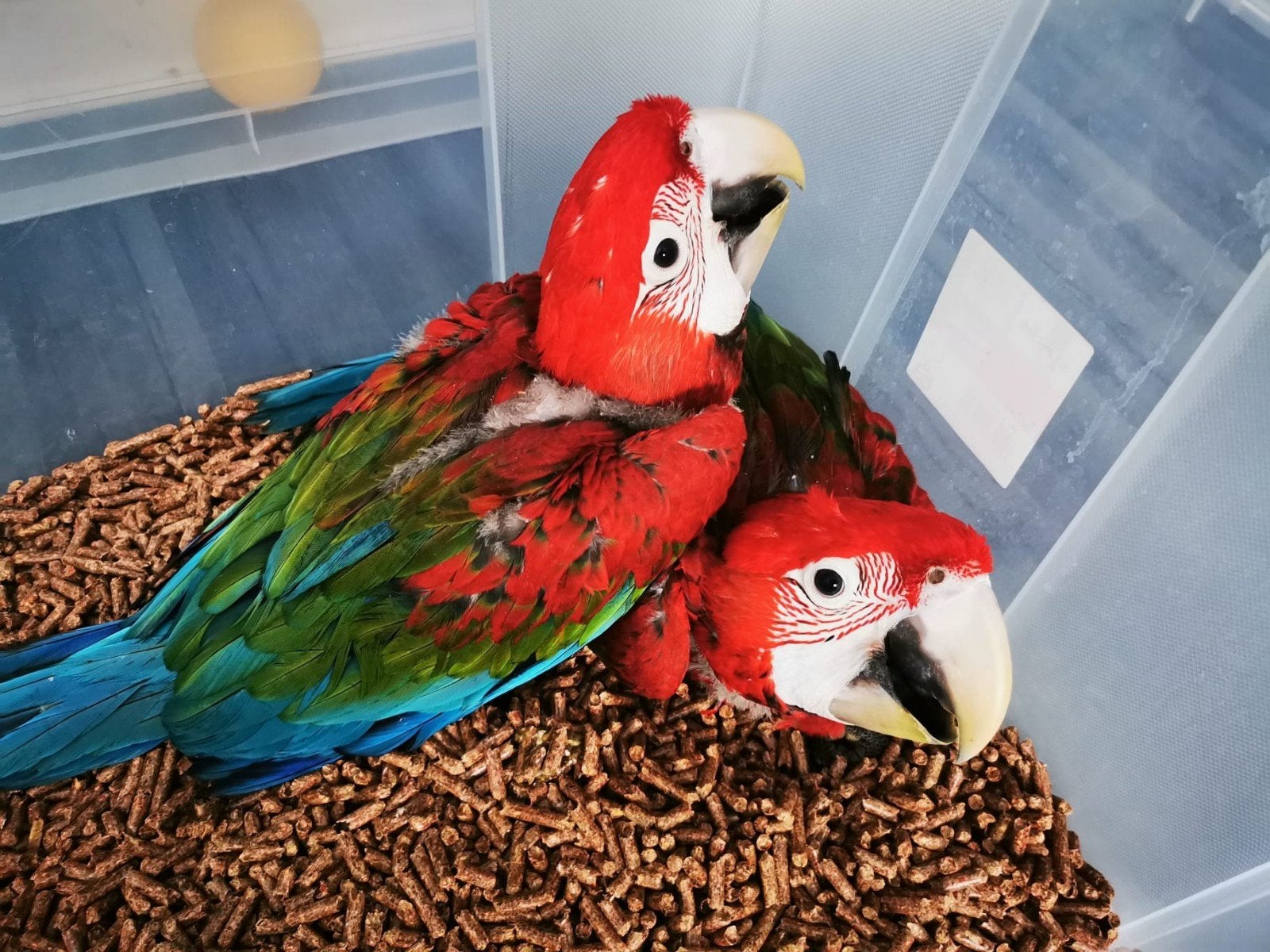 ARA Chloroptere, Meerdere dieren, Papegaai, Tam