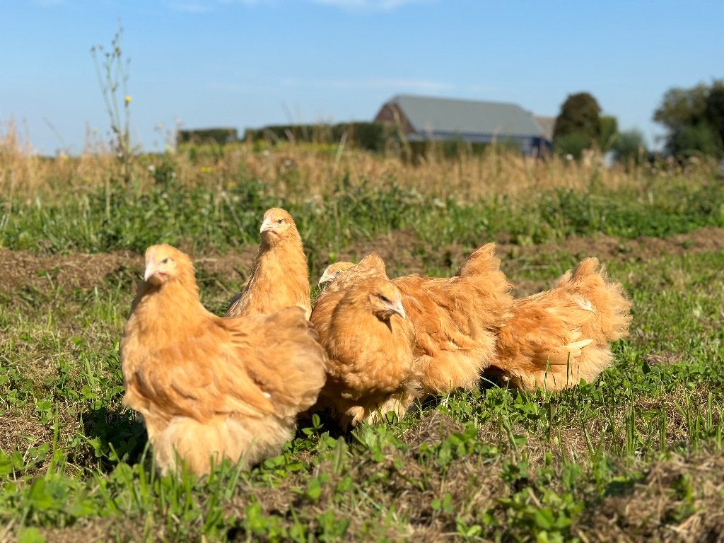 Jonge tamme Orpington kippen gesekst en ingeënt
