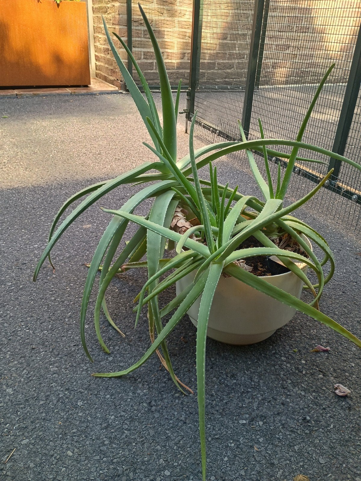 Aloe Vera met zelfwaterende pot, Ophalen
