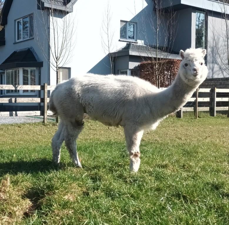 2 alpacamerries te koop, Dieren en Toebehoren, Januari, Vrouwelijk