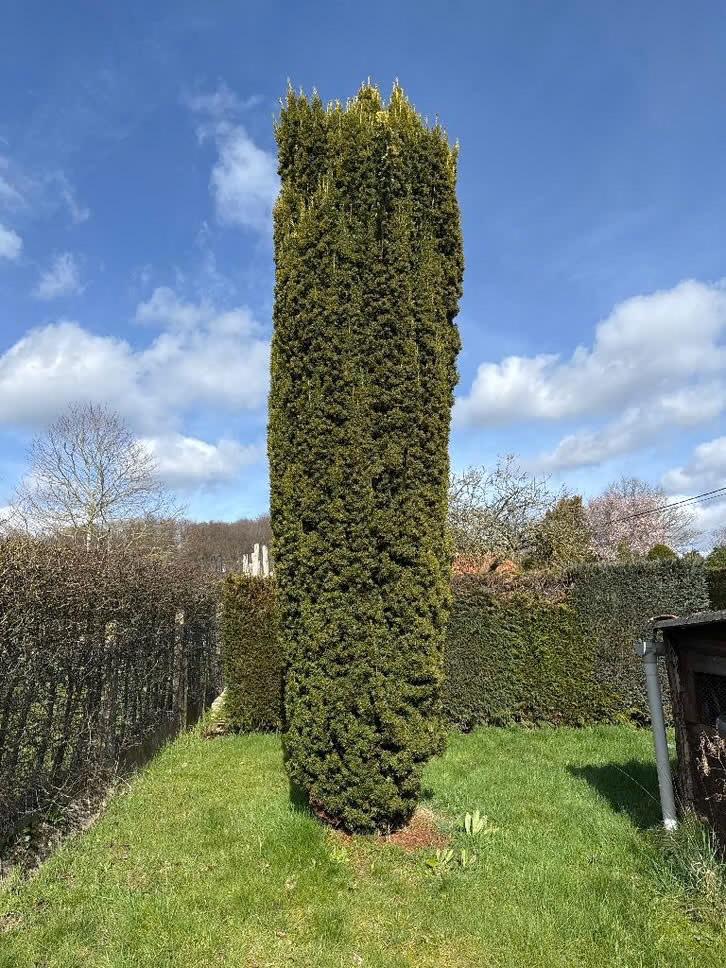 Taxus baccata, Ophalen, Taxus, Struik, 250 cm of meer