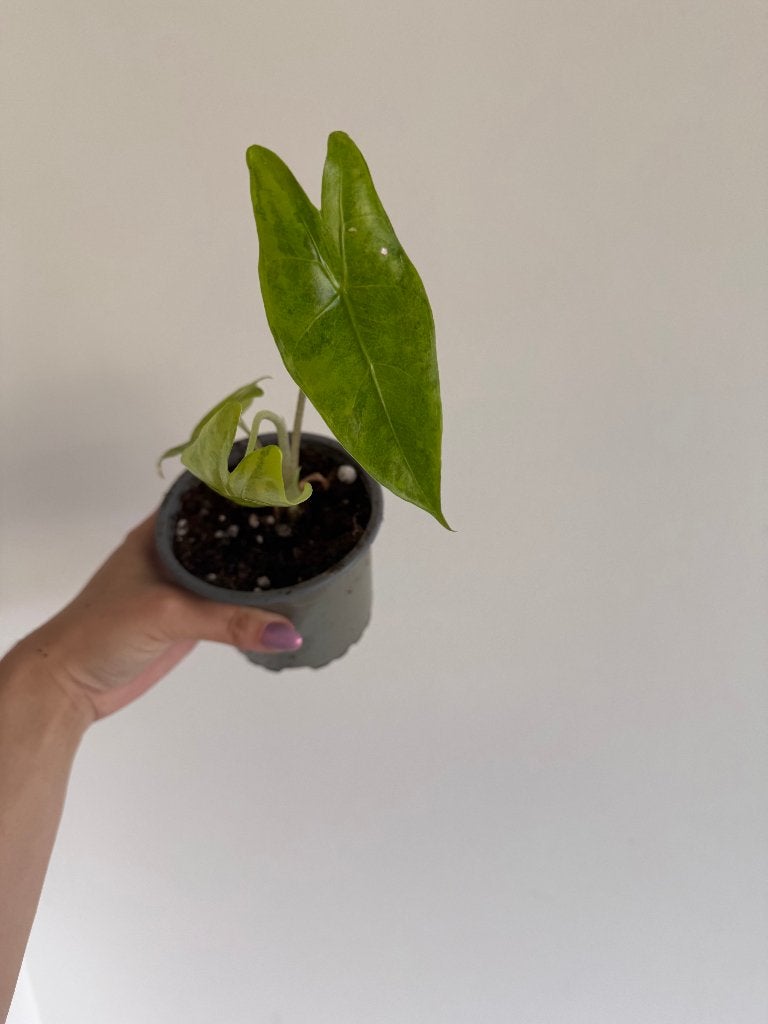 Alocasia Longiloba Aurea, Autres espèces, Enlèvement ou Envoi, Moins de 100 cm, Plante verte