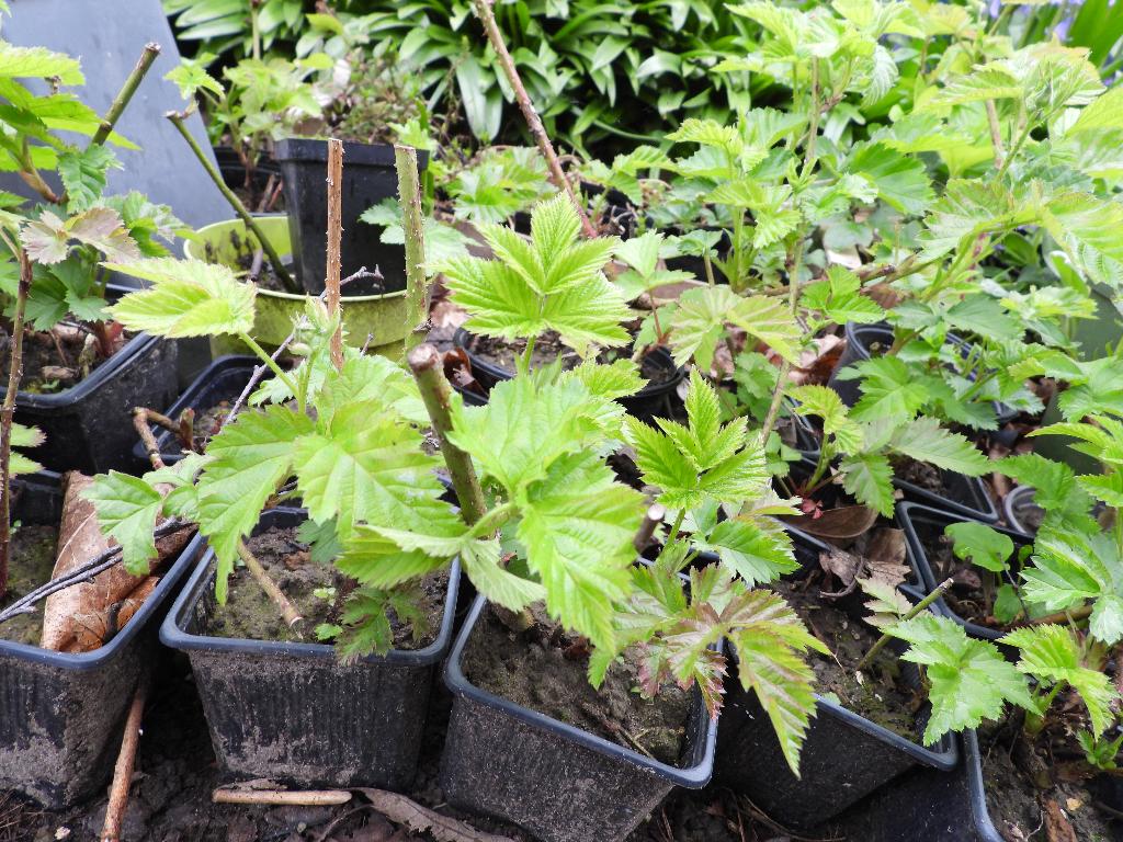 Boysenbes, Jardin & Terrasse, Plantes | Arbres fruitiers, En pot, Plein soleil, Moins de 100 cm, Enlèvement