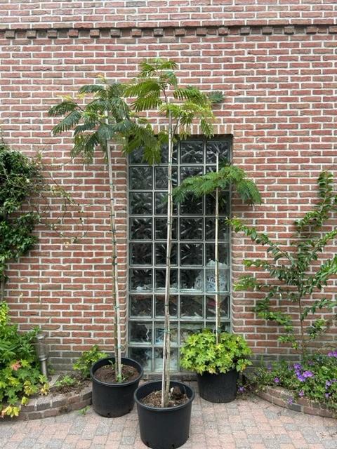 Albizia julibrissin 'Rosea', 100 tot 250 cm, Dakboom, Zomer, Ophalen