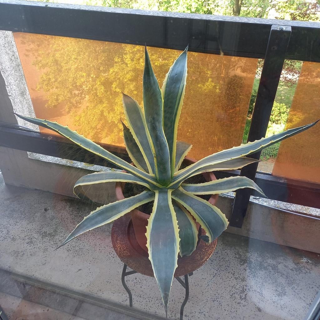 Agave, Enlèvement