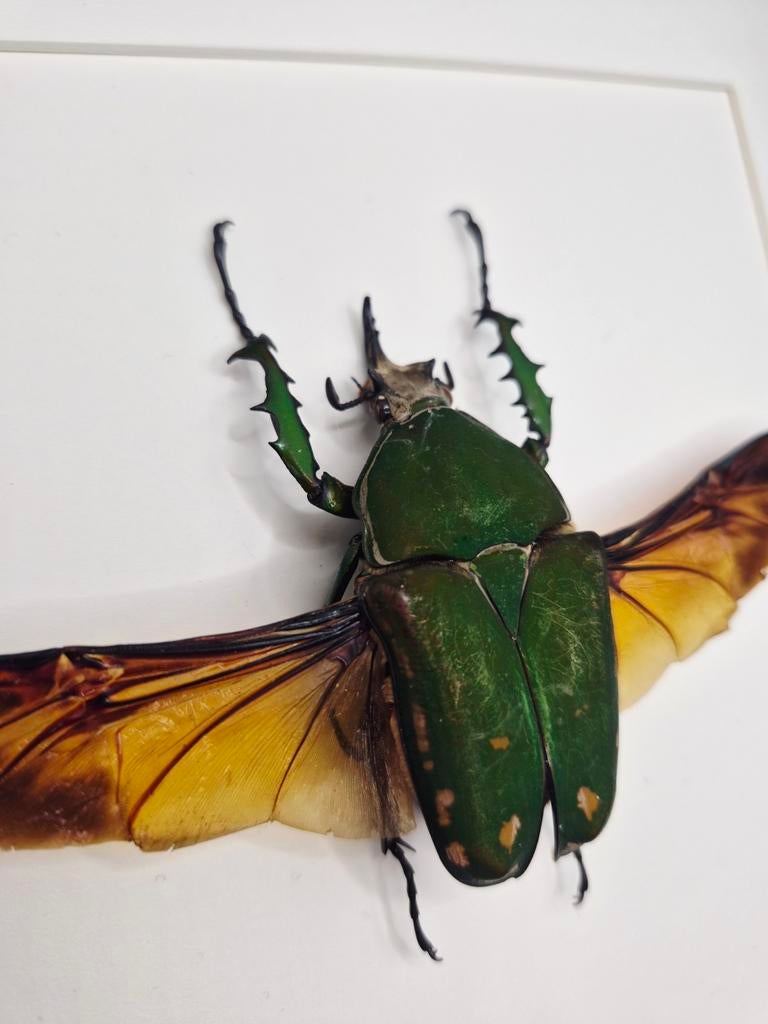 Cadre entomologie Mecynorrhina torquata, Enlèvement ou Envoi