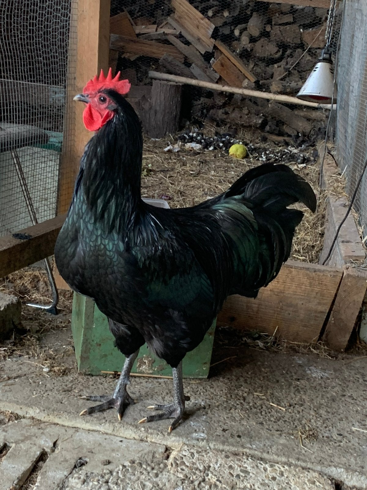 Australorp hanen, Mannelijk, Kip