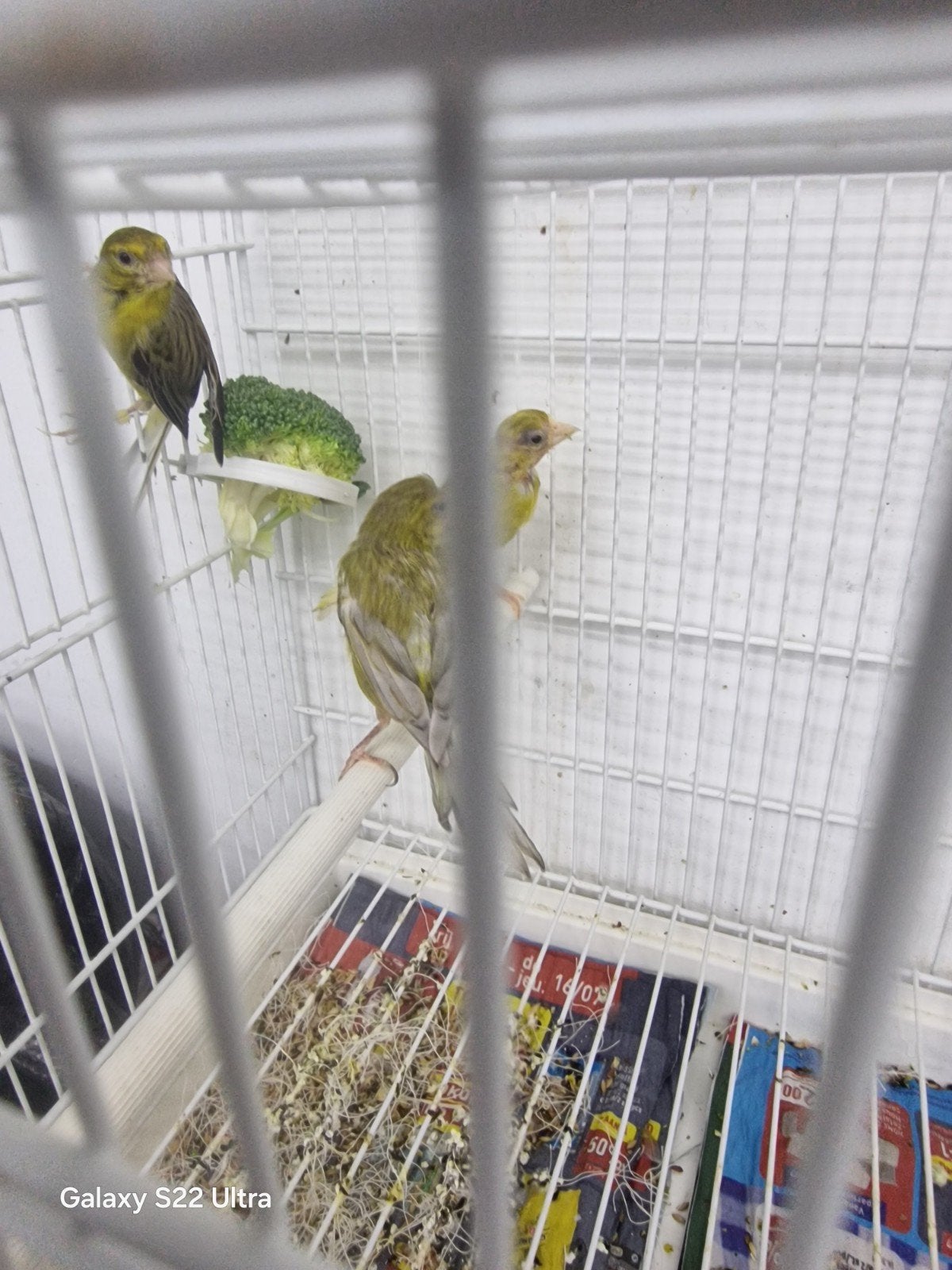 Canaris Reza Jasepé, Dieren en Toebehoren, Vrouwelijk