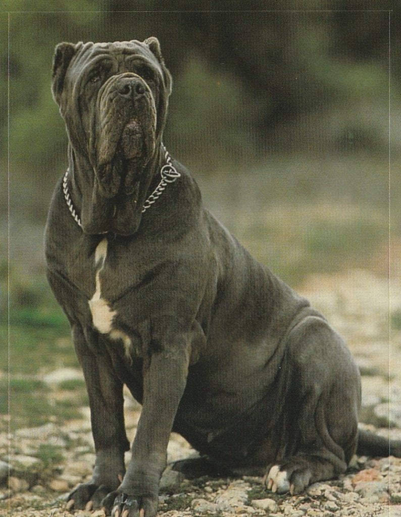 CHROMO  DUITSE DOG, Verzenden, Nieuw, Dier, Prent