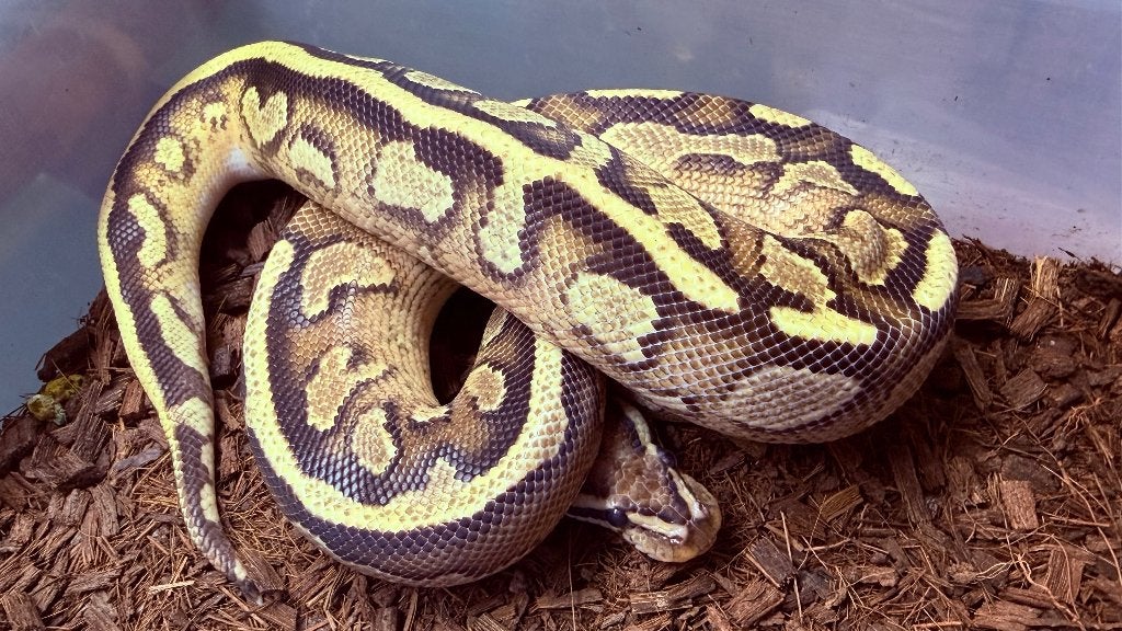 Verschillende ball pythons te koop Ball Python photo 17