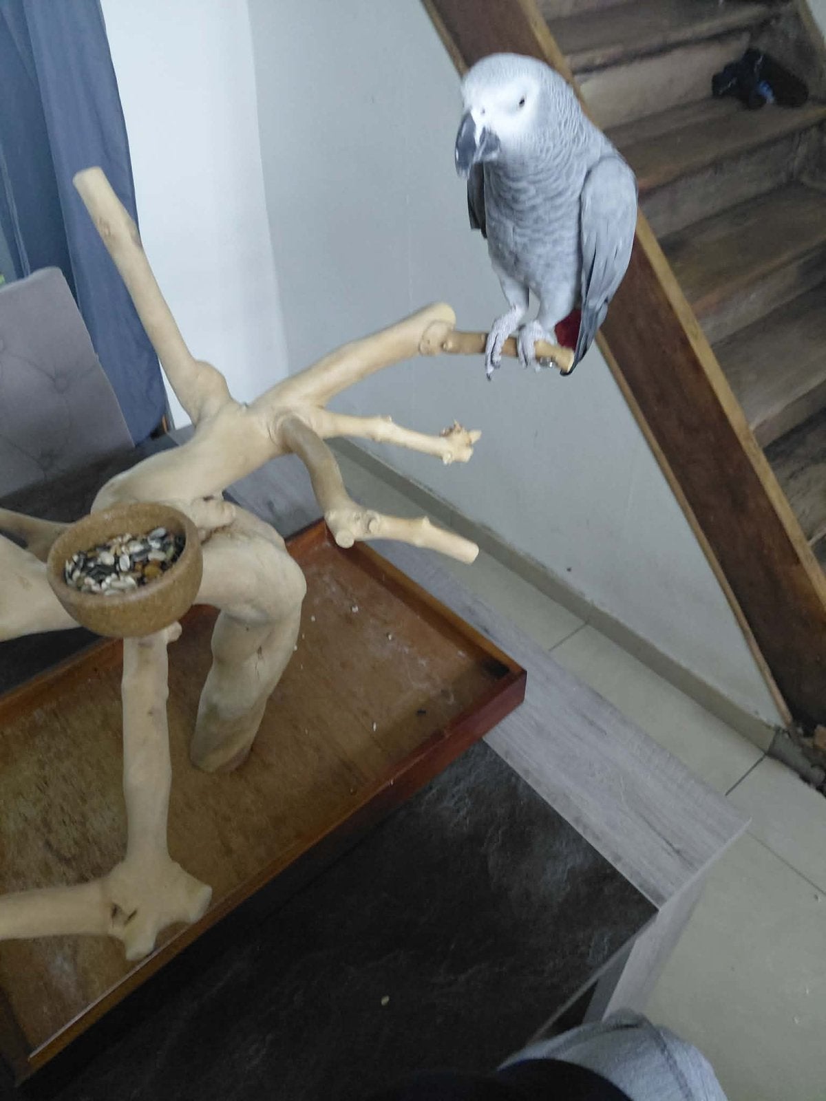 Gris du gabon, Animaux & Accessoires, Femelle