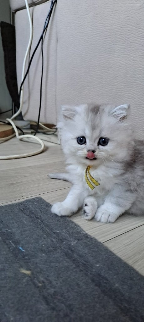 Kitten Britse kort/langhaar, Kater, Gechipt, 0 tot 2 jaar
