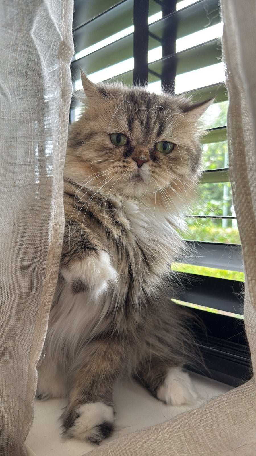 Perzische kat 1 jaar, Chatte ou Chat, Avec pedigree, 0 à 2 ans