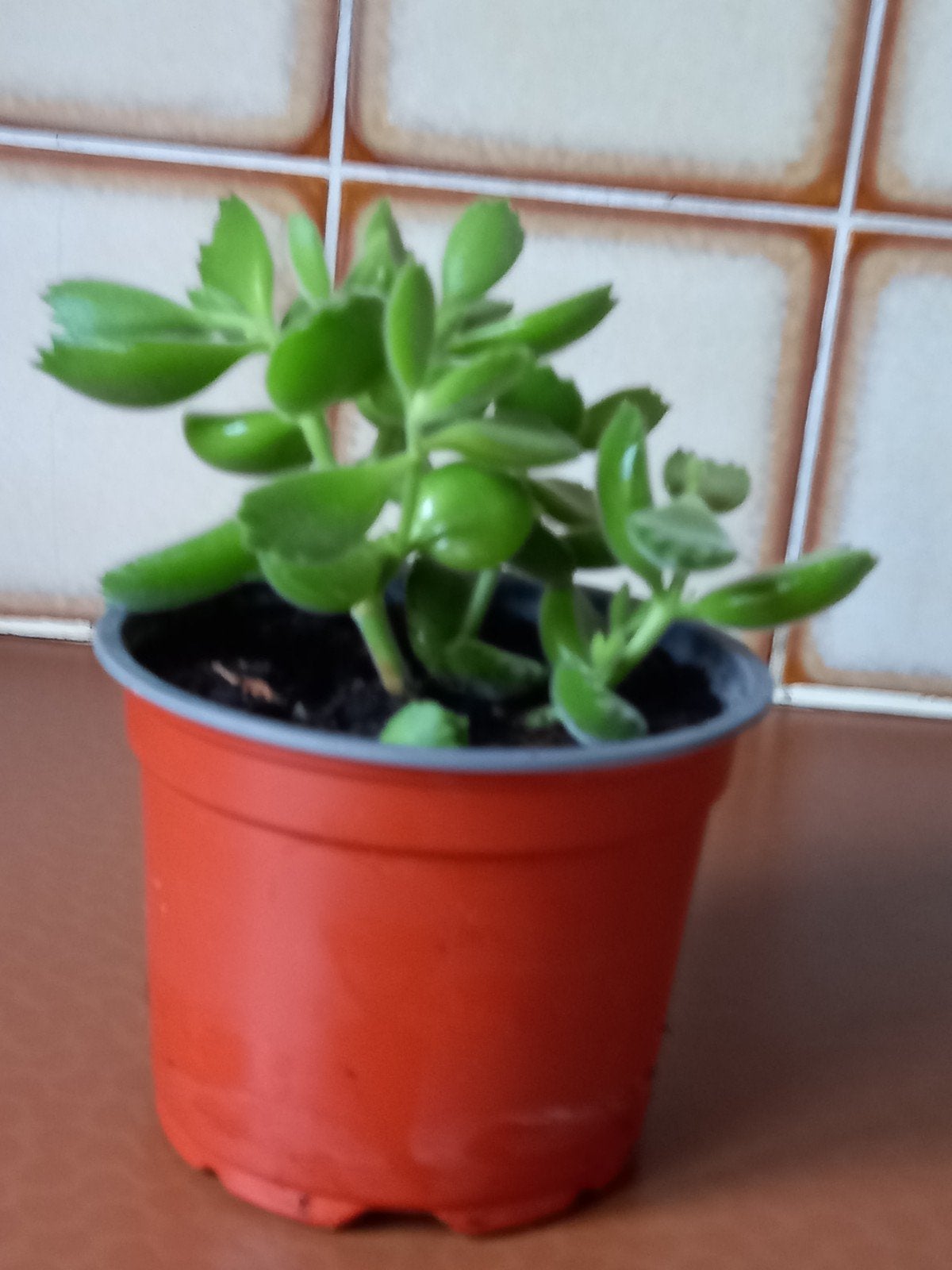 vetplanten, Ophalen