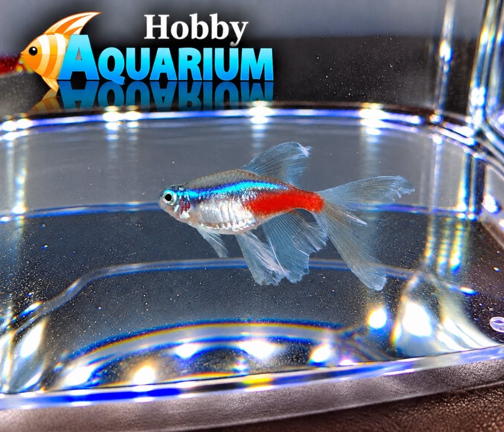 Hobbyaquarium Paracheirodon Innesi Longfin Vrijdag 12/20uur, Animaux & Accessoires, Poisson, Poisson d'eau douce, Banc de poissons