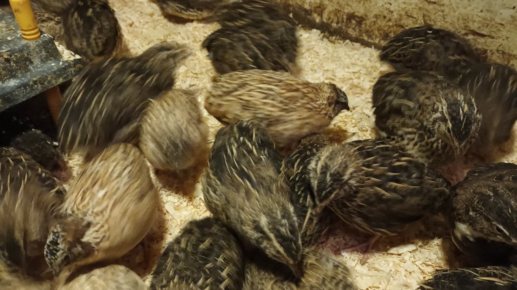 Kwartel haantjes, Animaux & Accessoires, Volatiles, Mâle, Autres espèces
