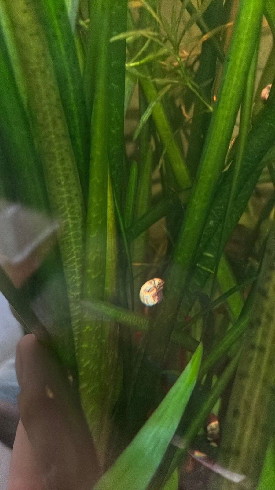 Aquariumplant vallisneria, Dieren en Toebehoren, Zoetwatervis